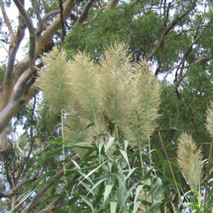 Jättiruoko - Arundo donax (Kukinta)