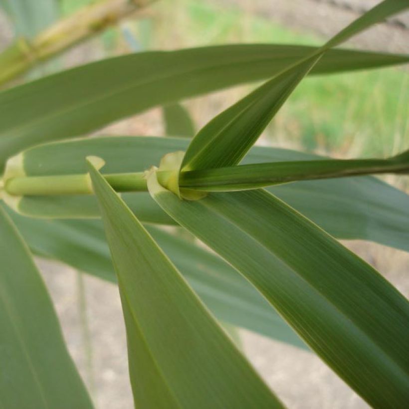 Jättiruoko - Arundo donax (Lehvistö)
