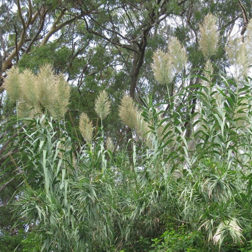 Jättiruoko - Arundo donax (Kasvutapa)