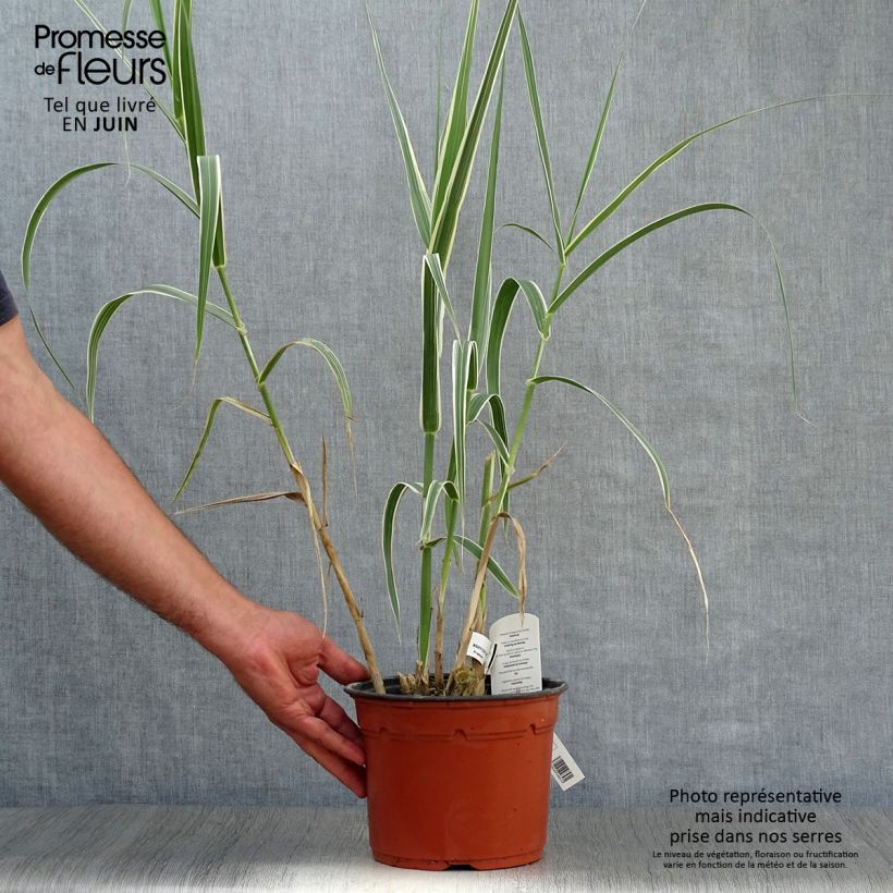 Esimerkki kesällä toimitetusta Jättiruoko Versicolor Pot de 3L/4L-taimesta