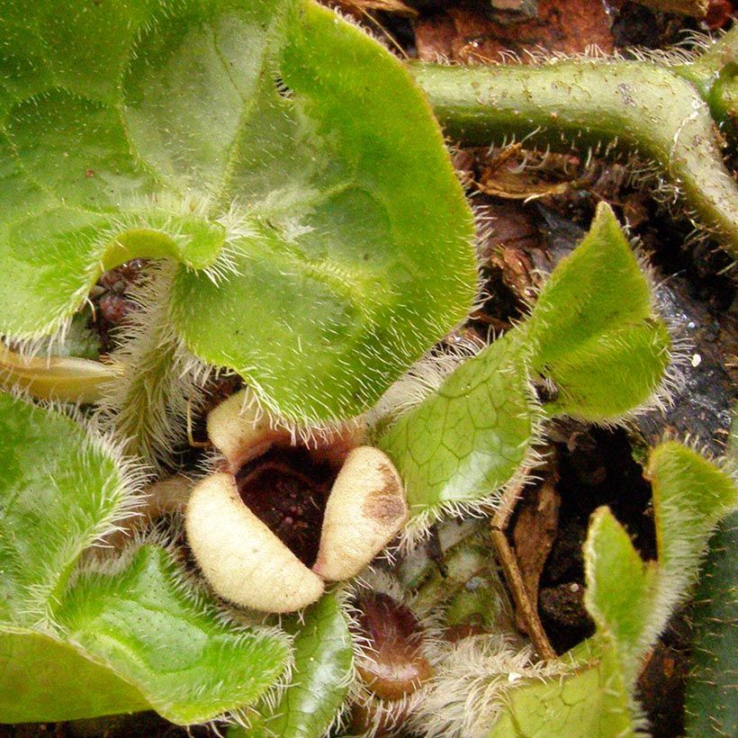 Taponlehti - Asarum pulchellum (Kukinta)