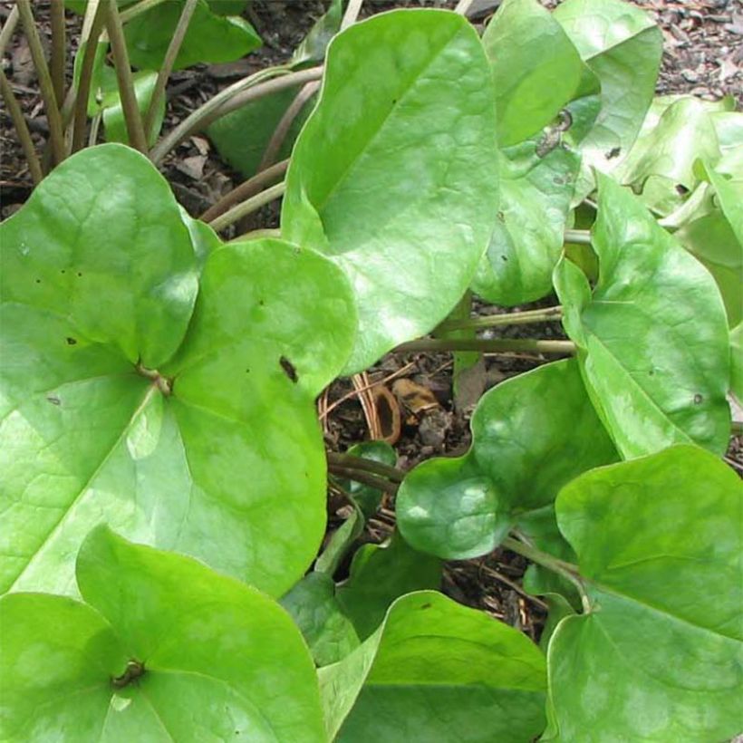 Taponlehti - Asarum arifolium (Lehvistö)