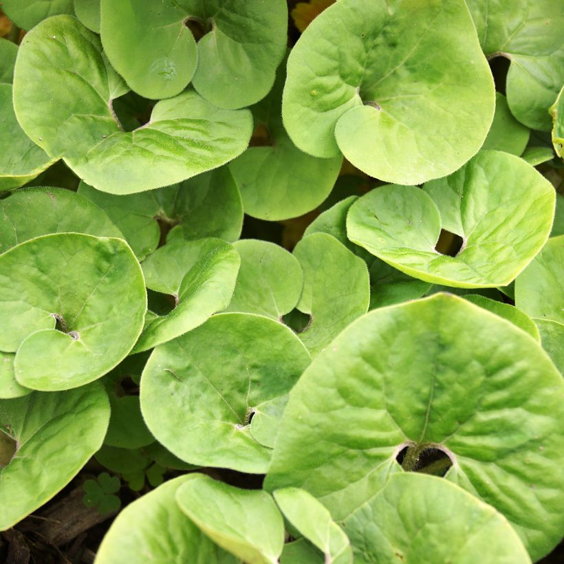 Kanadantaponlehti - Asarum canadense (Lehvistö)