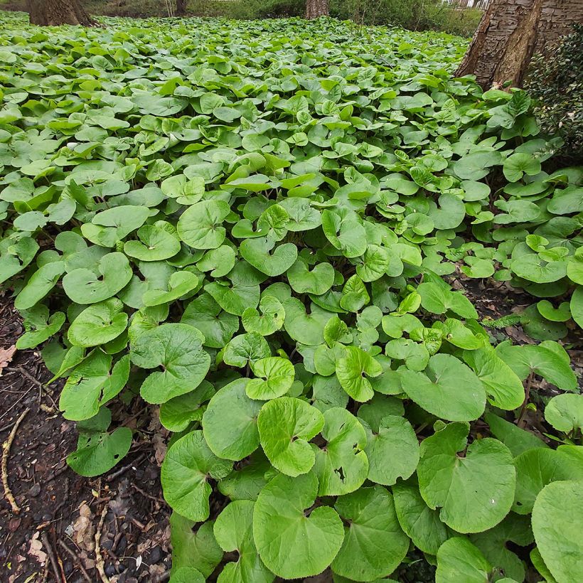 Kanadantaponlehti - Asarum canadense (Kasvutapa)