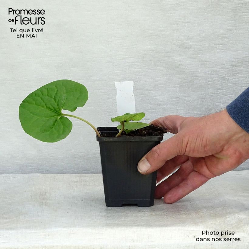 Example of Lännentaponlehti - Asarum caudatum Godet de 8/9 cm as you get in printemps