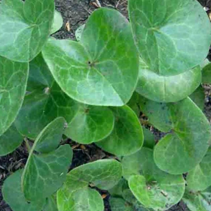 Lehtotaponlehti - Asarum europaeum (Lehvistö)