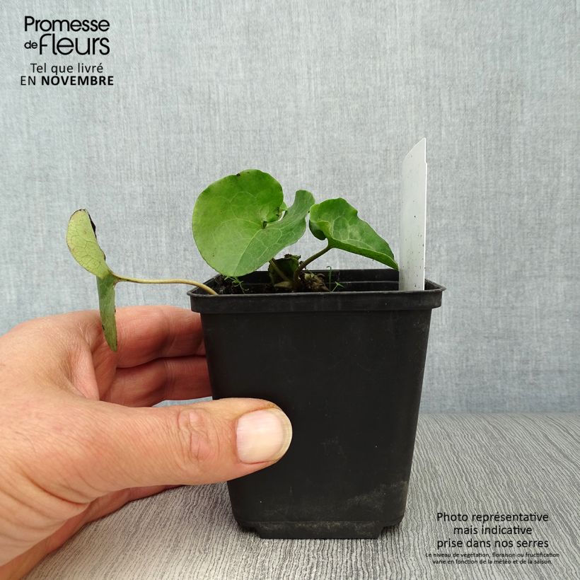 Esimerkki syksyllä toimitetusta Lehtotaponlehti - Asarum europaeum 8/9 cm taimiruukku-taimesta