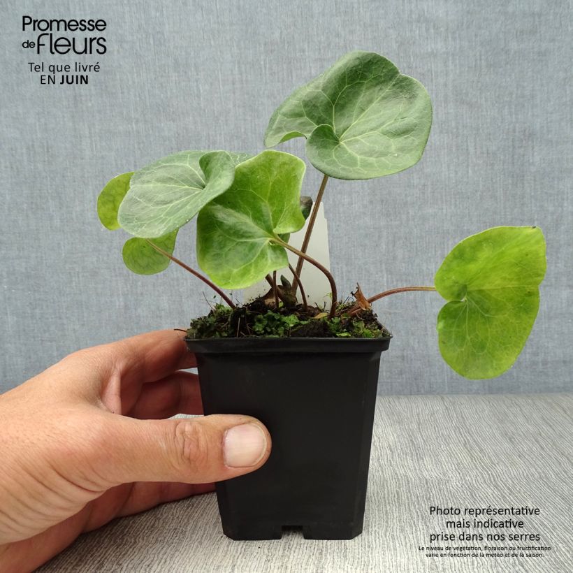 Esimerkki kesällä toimitetusta Lehtotaponlehti - Asarum europaeum Godet de 8/9 cm-taimesta