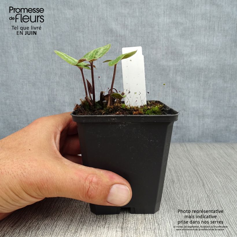 Esimerkki kesällä toimitetusta Taponlehti Ling Ling Godet de 8/9 cm-taimesta