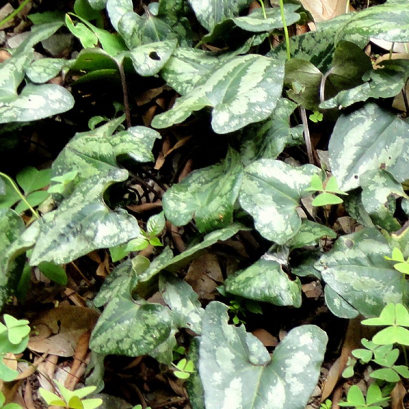 Kirjotaponlehti - Asarum splendens (Lehvistö)