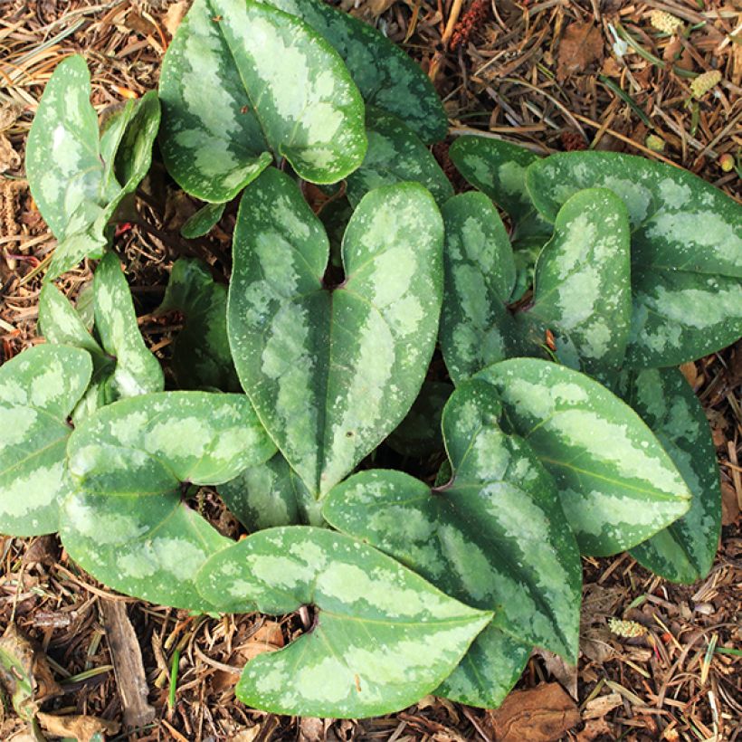 Kirjotaponlehti - Asarum splendens (Kasvutapa)