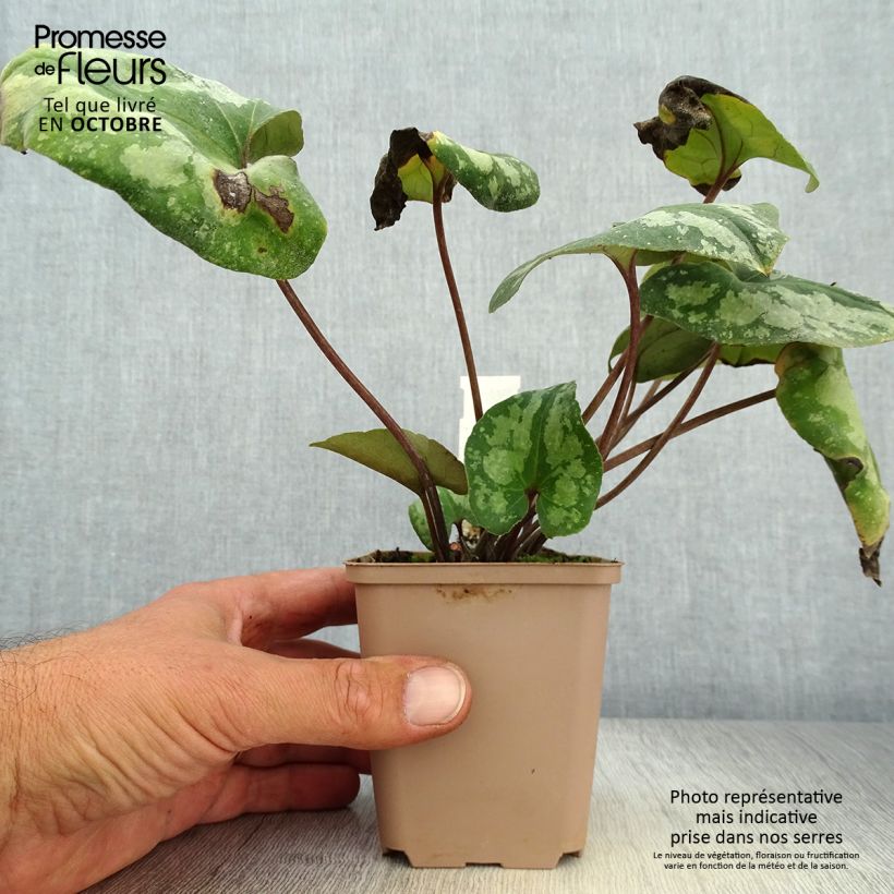 Esimerkki syksyllä toimitetusta Kirjotaponlehti - Asarum splendens 8/9 cm taimiruukku-taimesta