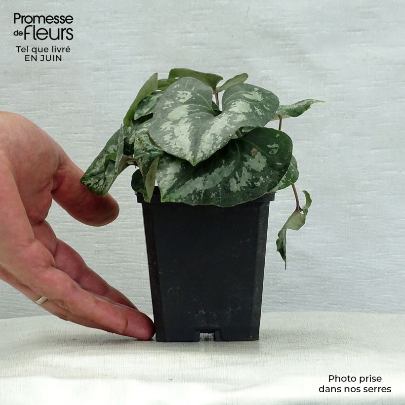 Esimerkki kesällä toimitetusta Kirjotaponlehti - Asarum splendens Godet de 8/9 cm-taimesta
