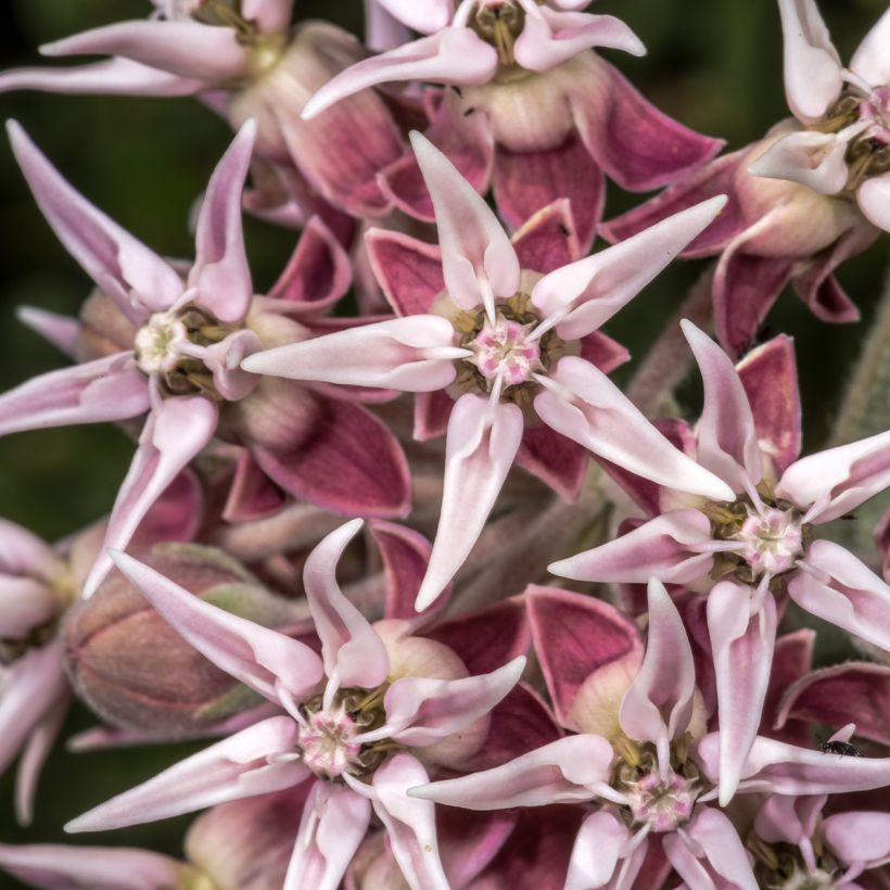 Tähtisilkkiyrtti - Asclepias speciosa (Kukinta)