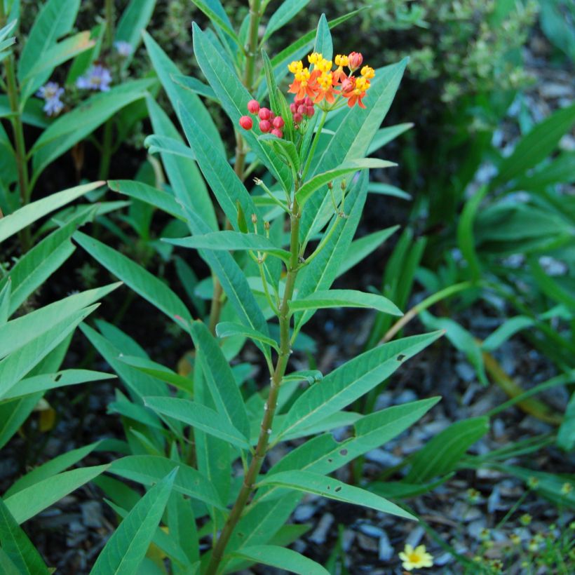 Punasilkkiyrtti - Asclepias curassavica (Lehvistö)