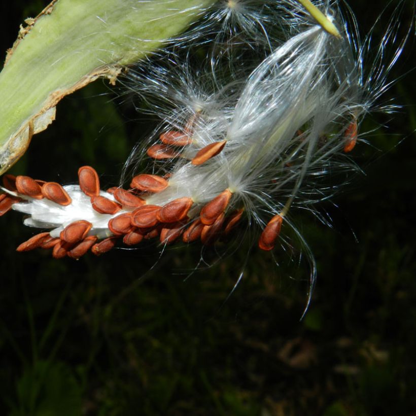 Punasilkkiyrtti - Asclepias curassavica (Sadonkorjuu)
