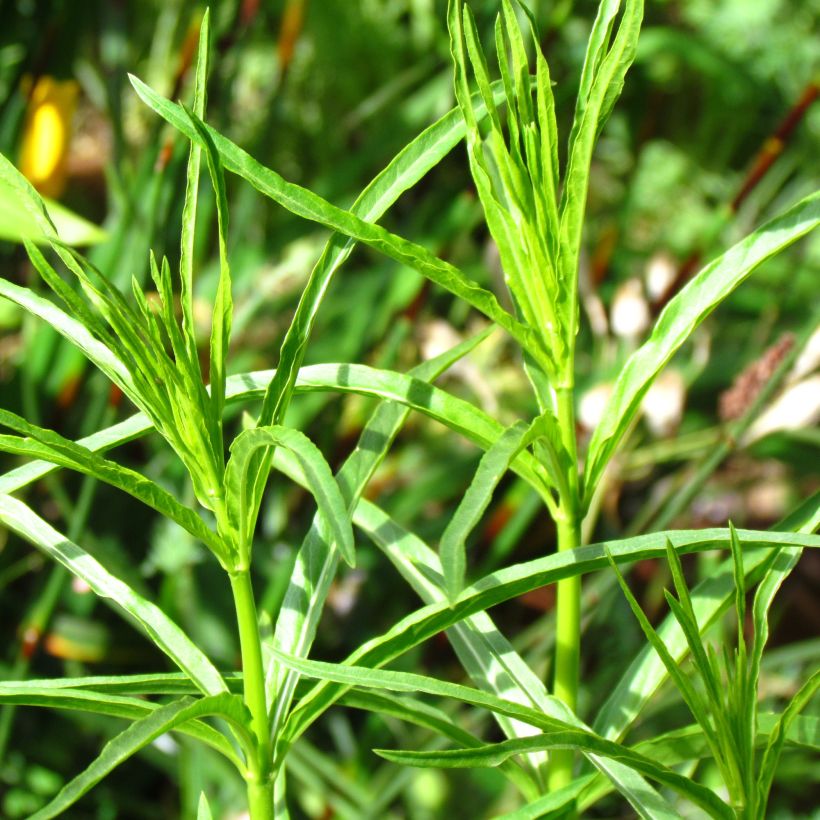 Silkkiyrti - Asclepias fascicularis (Lehvistö)