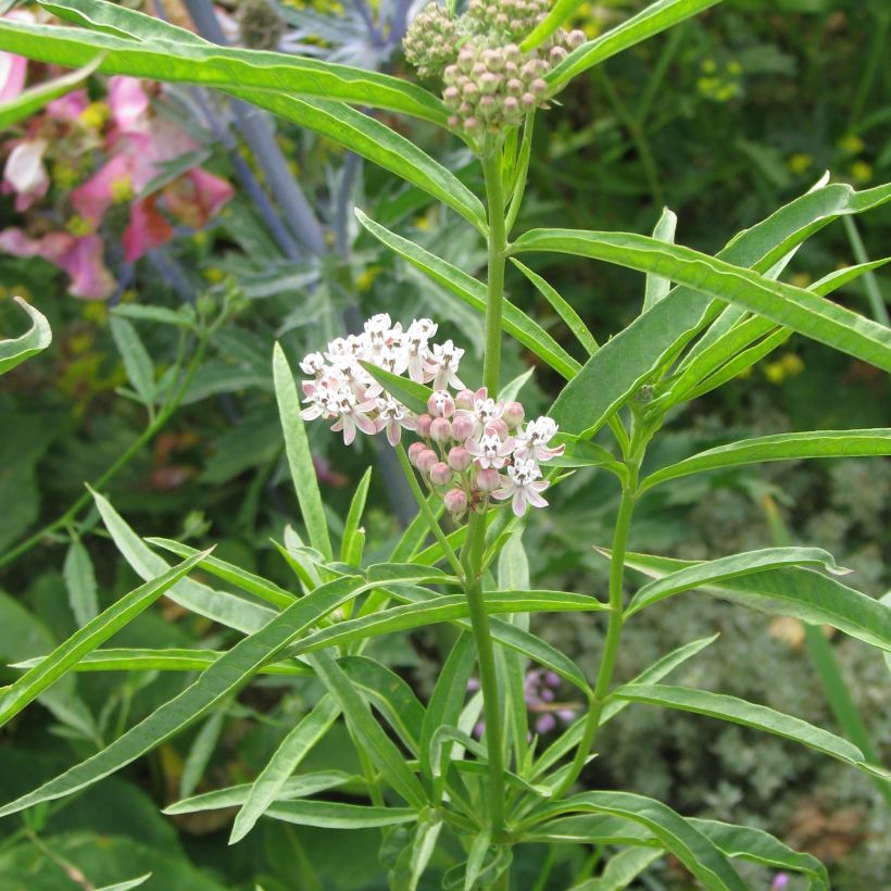 Silkkiyrti - Asclepias fascicularis (Kasvutapa)