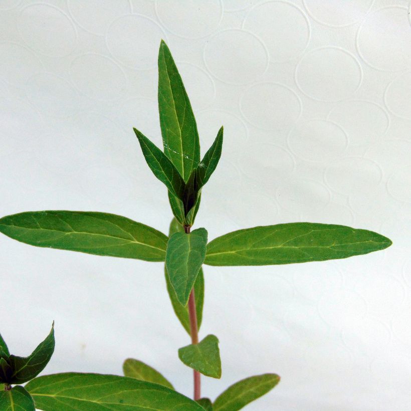 Purppurasilkkiyrtti - Asclepias incarnata (Lehvistö)