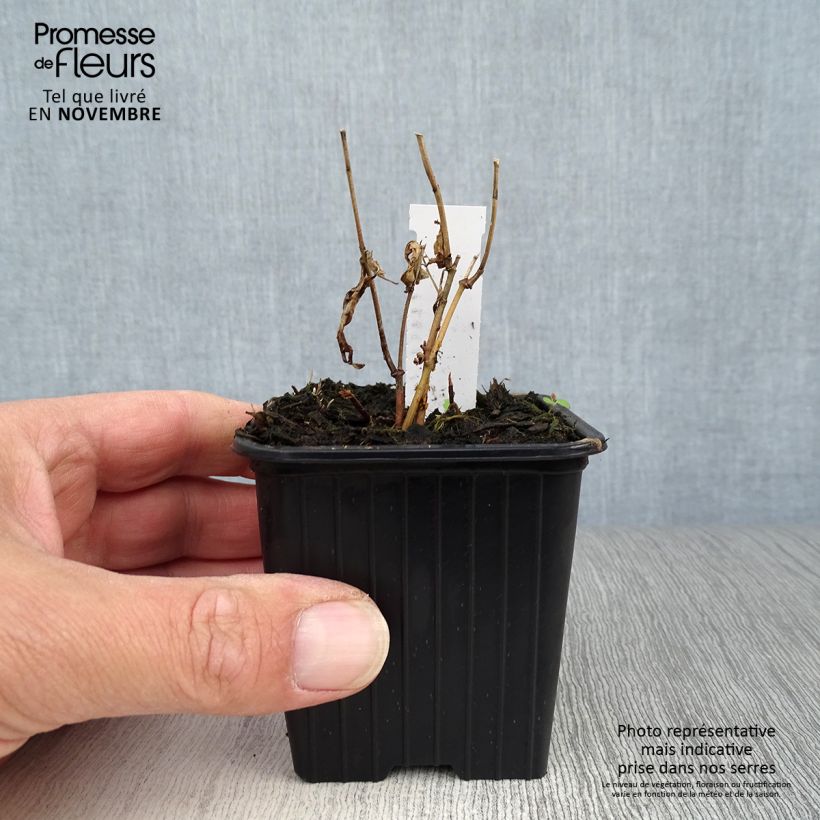 Esimerkki syksyllä toimitetusta Purppurasilkkiyrtti - Asclepias incarnata 8/9 cm taimiruukku-taimesta