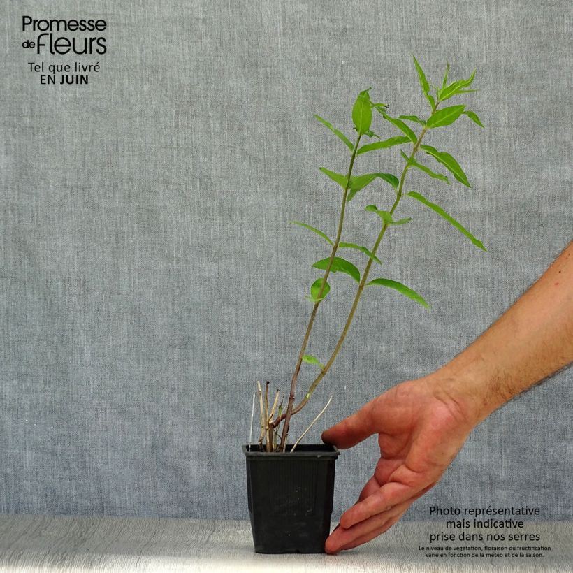 Esimerkki kesällä toimitetusta Purppurasilkkiyrtti - Asclepias incarnata Godet de 8/9 cm-taimesta