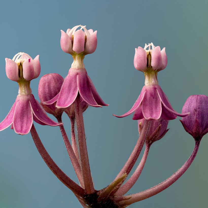 Purppurasilkkiyrtti - Asclepias incarnata (Kukinta)