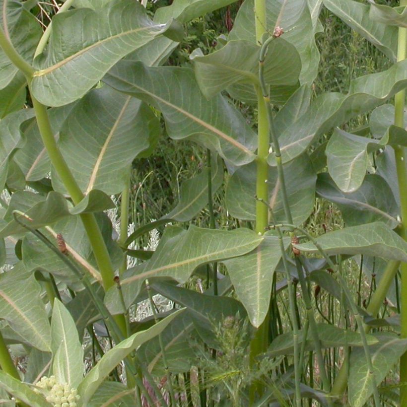 Tähtisilkkiyrtti - Asclepias speciosa (Lehvistö)