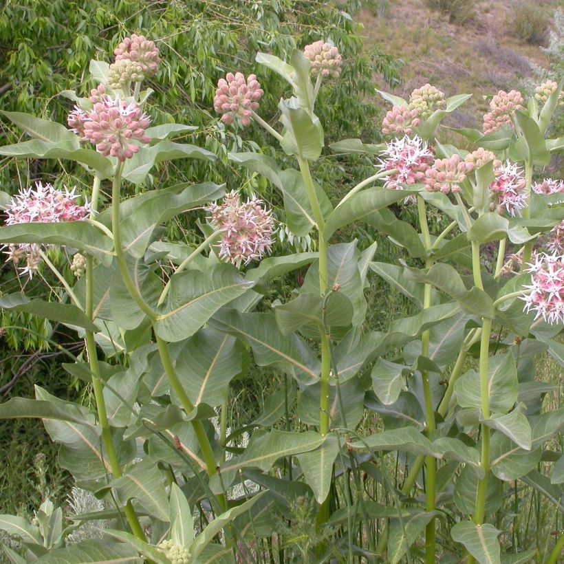 Tähtisilkkiyrtti - Asclepias speciosa (Kasvutapa)