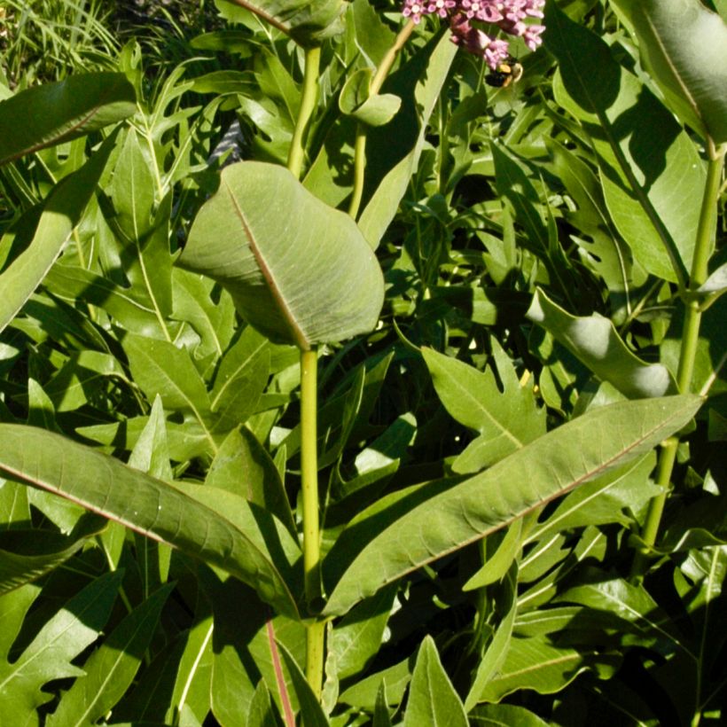 Silkkiyrti - Asclepias sullivantii (Lehvistö)