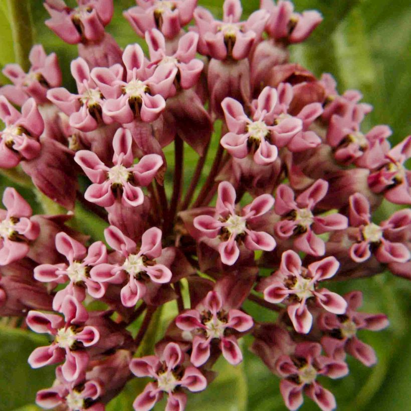 Silkkiyrti - Asclepias sullivantii (Kukinta)