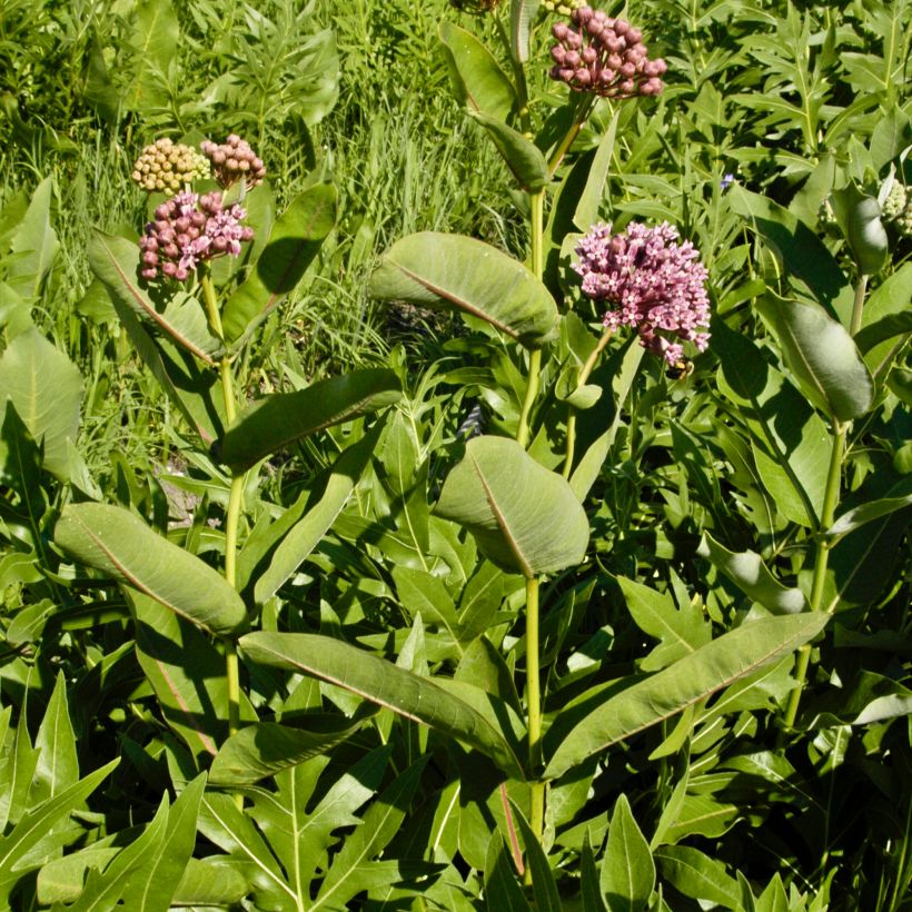Silkkiyrti - Asclepias sullivantii (Kasvutapa)