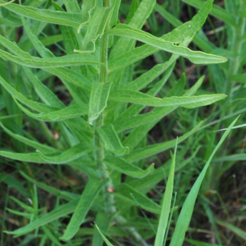 Karvasilkkiyrtti - Asclepias tuberosa (Lehvistö)