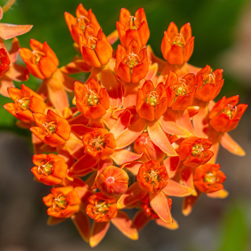 Karvasilkkiyrtti - Asclepias tuberosa (Kukinta)
