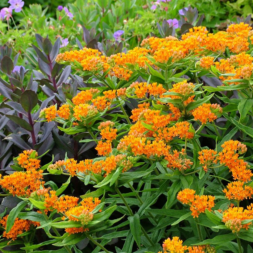 Karvasilkkiyrtti - Asclepias tuberosa (Kasvutapa)