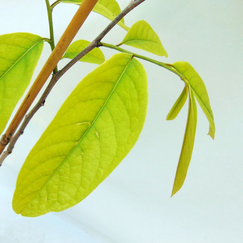 Papavi Prima 1216 (Lehvistö)