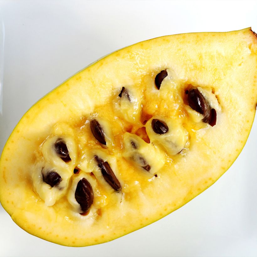 Papavi Susquehanna Peterson Pawpaws (Sadonkorjuu)