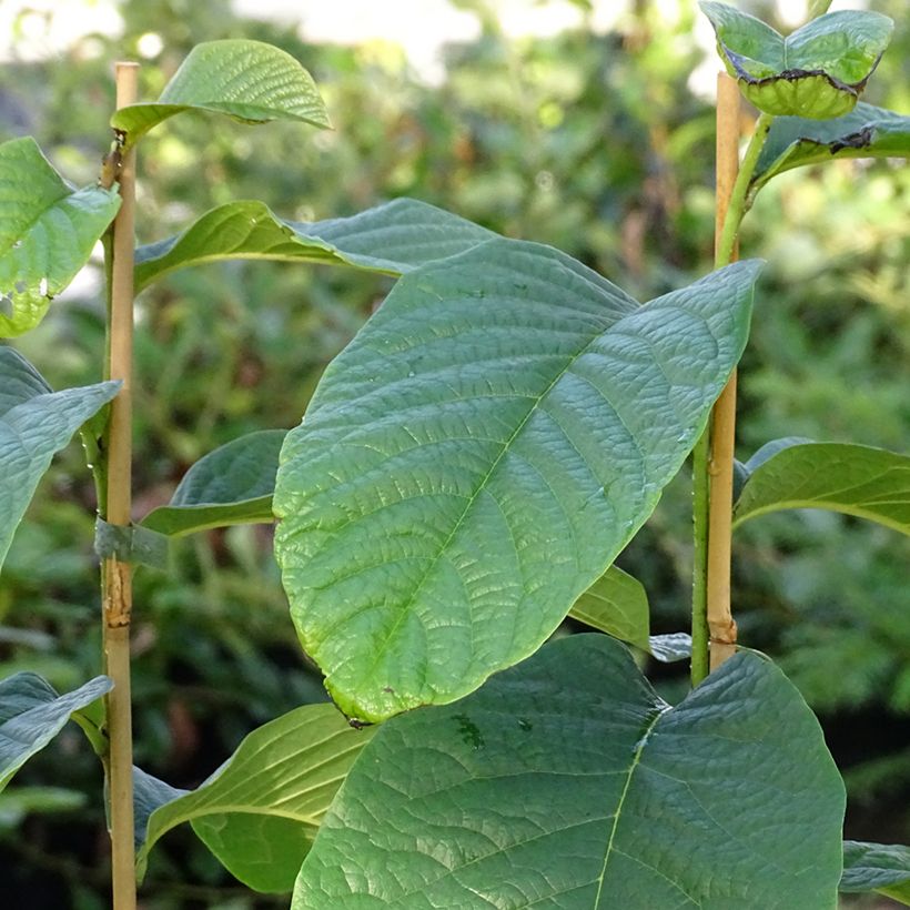 Papavi Susquehanna Peterson Pawpaws (Lehvistö)
