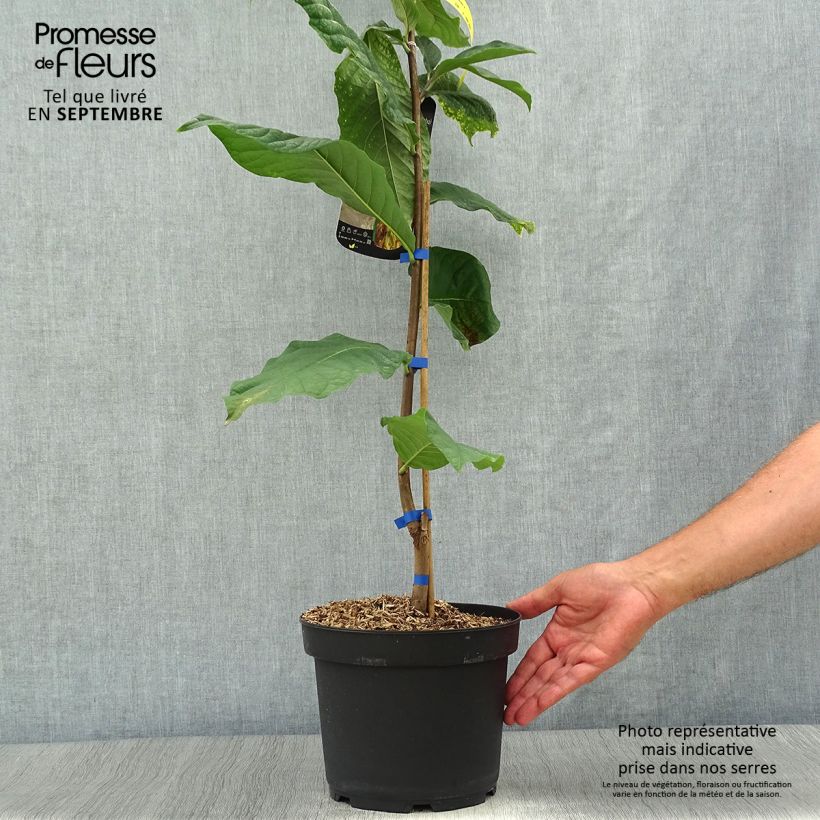 Esimerkki syksyllä toimitetusta Papavi Susquehanna Peterson Pawpaws 3 litran/4 litran ruukku-taimesta