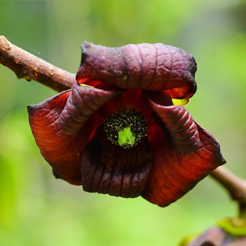 Papavi Shenandoah (Kukinta)