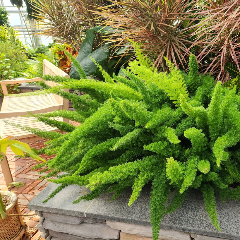 Häntäparsa - Asparagus densiflorus var. meyeri (Kasvutapa)