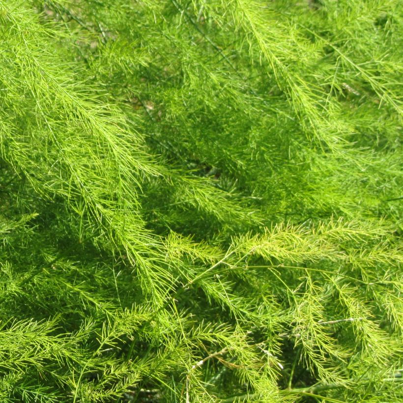 Parsa Spitzenschleier (Foliage)