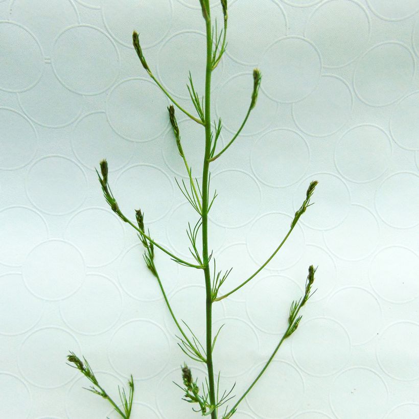 Parsa - Asparagus officinalis (Lehvistö)
