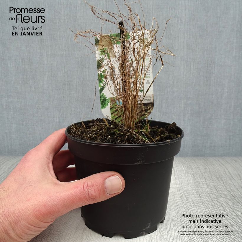 Esimerkki talvella toimitetusta Asperge verte Mary Washington - Asparagus officinalis Pot de 1,5L/2L-taimesta