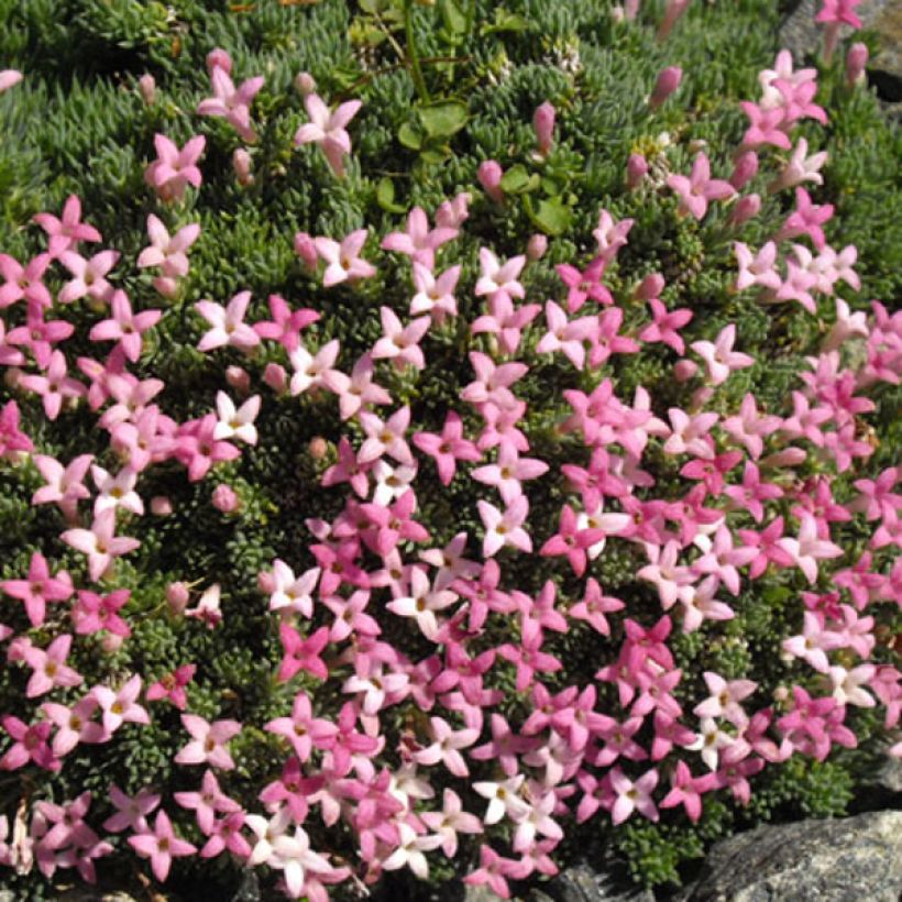 Marati - Asperula sintenisii (Kukinta)