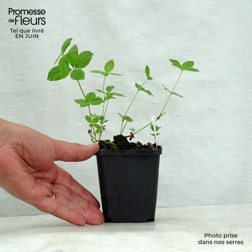 Esimerkki kesällä toimitetusta Marati - Asperula taurina Godet de 8/9 cm-taimesta