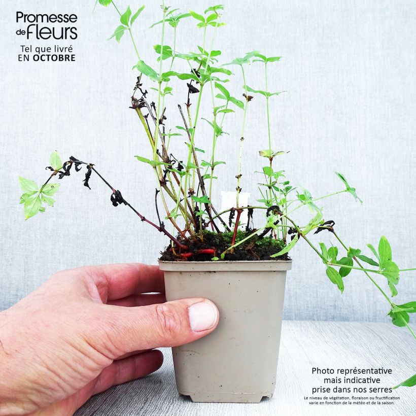 Esimerkki syksyllä toimitetusta Marati - Asperula taurina 8/9 cm taimiruukku-taimesta