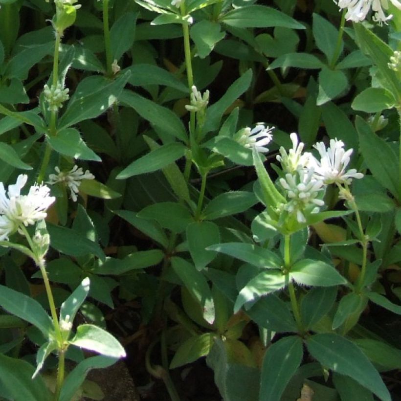 Marati - Asperula taurina (Lehvistö)