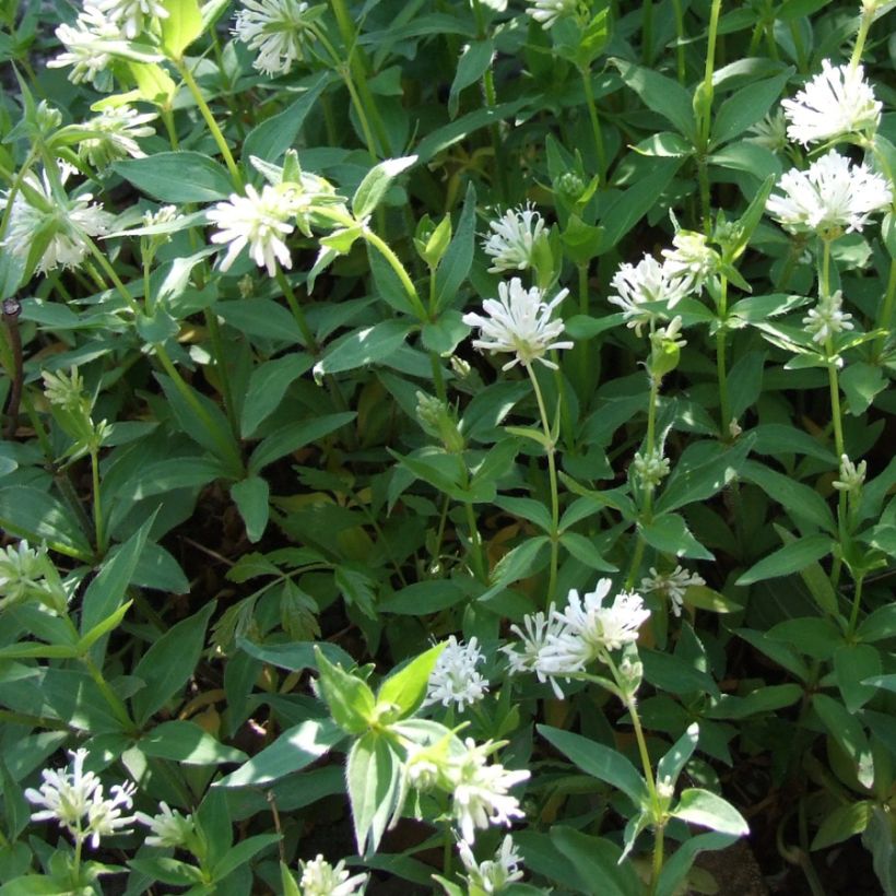 Marati - Asperula taurina (Kasvutapa)