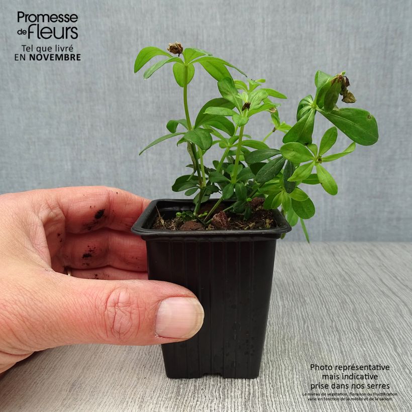 Esimerkki syksyllä toimitetusta Tuoksumatara - Galium odoratum 7/8 cm taimiruukku-taimesta