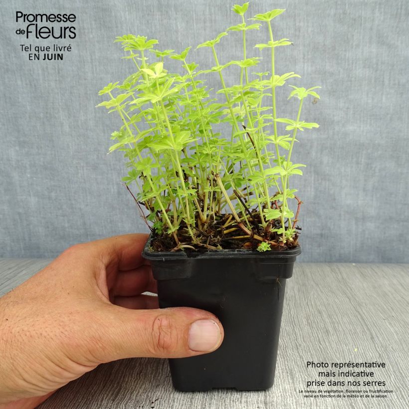 Esimerkki kesällä toimitetusta Tuoksumatara - Galium odoratum Taimiruukku 7/8 cm-taimesta